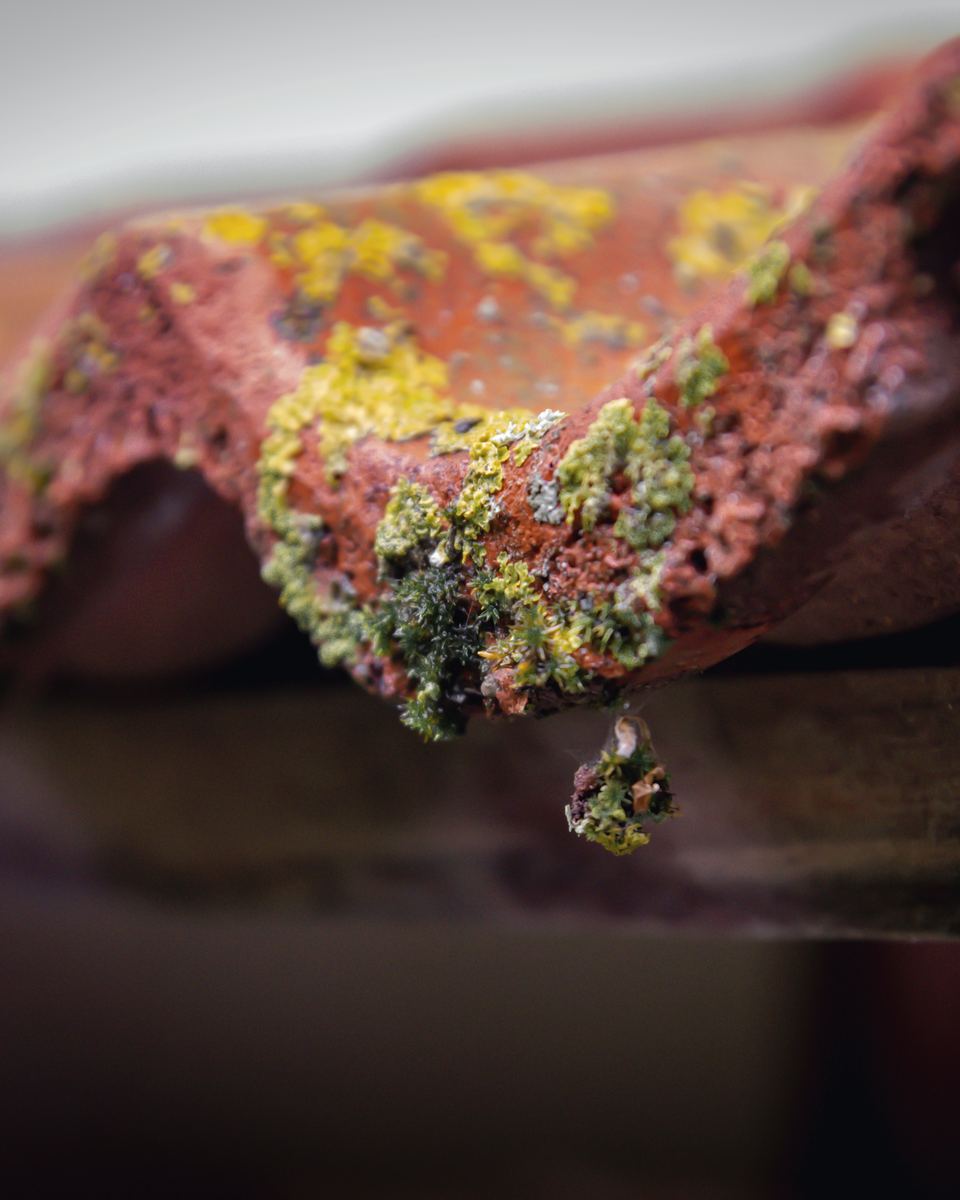 Close-up of yellow and green lichen on the edge of a red roof tile, with a drop of water hanging off it.
