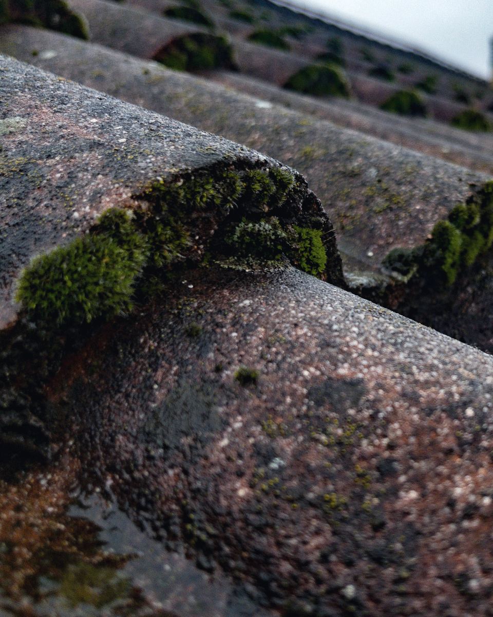 Moss growing in the laps between grey concrete roof tiles.
