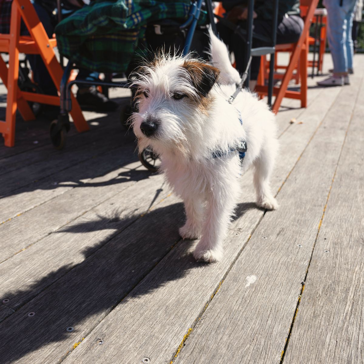 A scruffy white terrier on its lead, standing on the sunny timber decking beside a café table with orange folding chairs.
