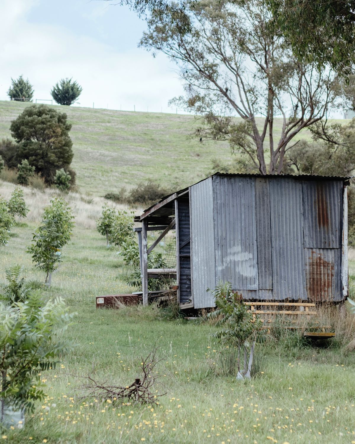 A small corrugated-iron shed with a lean-to, under gum trees on a green hillside.